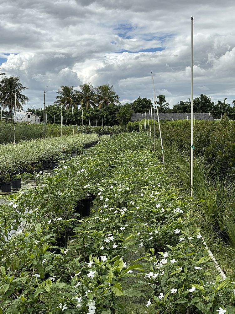 tabernaemontana-divaricata-pinwheel-jasmine-pinwheel-jasmine