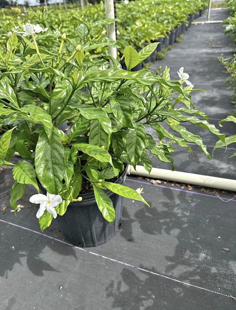 tabernaemontana-divaricata-pinwheel-jasmine-pinwheel-jasmine