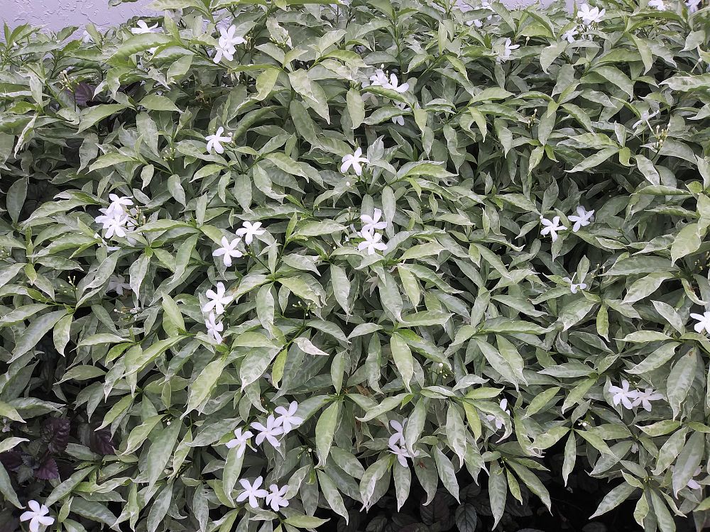 tabernaemontana-divaricata-silver-ice-crape-jasmine-florida-gardenia-tabernaemontana-coronaria
