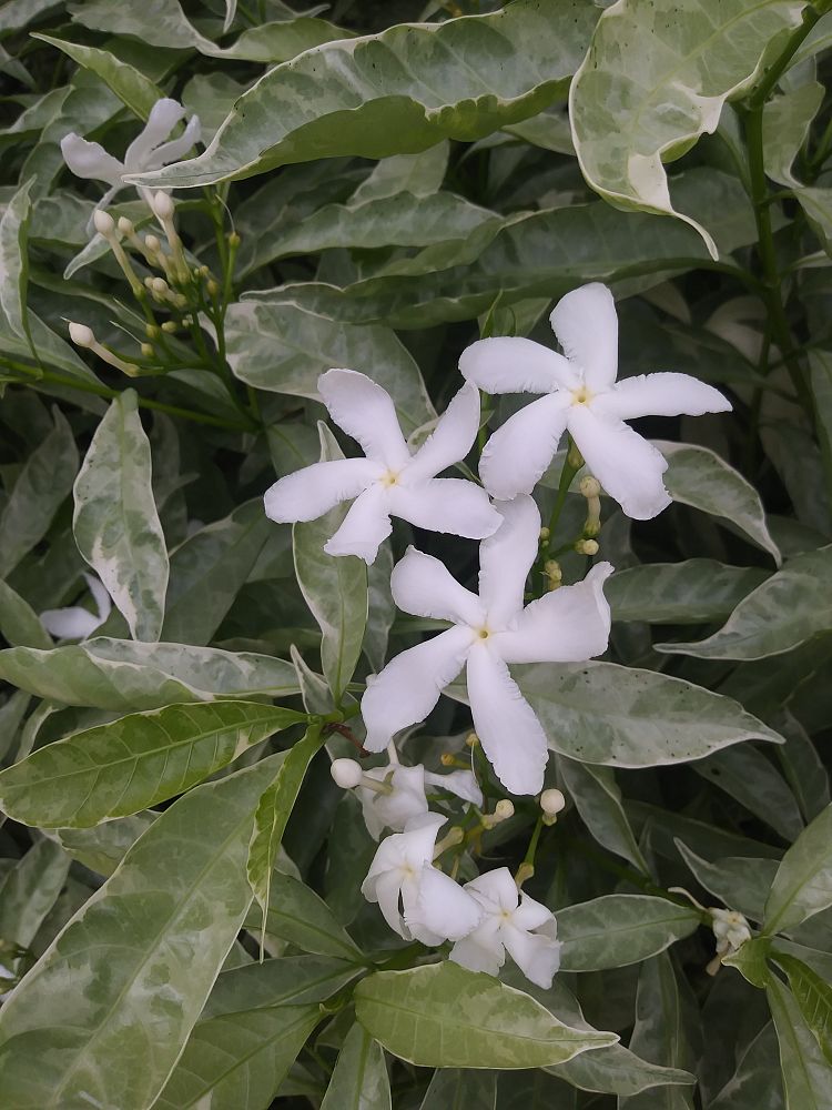 tabernaemontana-divaricata-silver-ice-crape-jasmine-florida-gardenia-tabernaemontana-coronaria