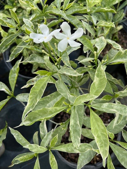 tabernaemontana-divaricata-silver-ice-crape-jasmine-florida-gardenia-tabernaemontana-coronaria