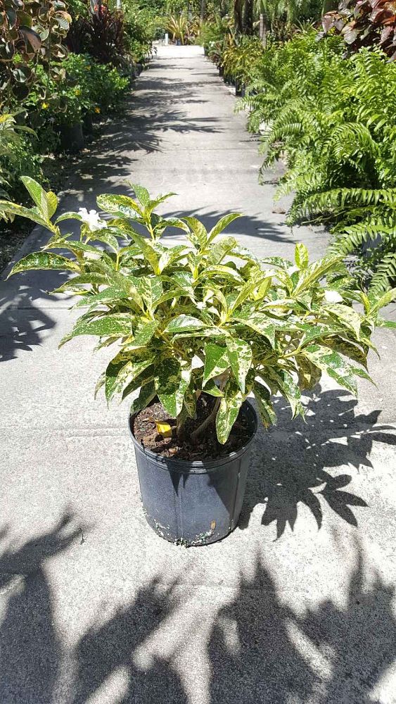 tabernaemontana-divaricata-variegata-crepe-jasmine-crape-jasmine-pinwheel-jasmine-variegated