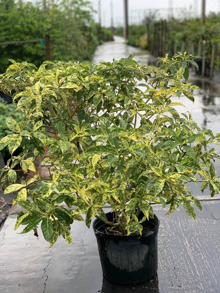 tabernaemontana-divaricata-variegata-crepe-jasmine-crape-jasmine-pinwheel-jasmine-variegated