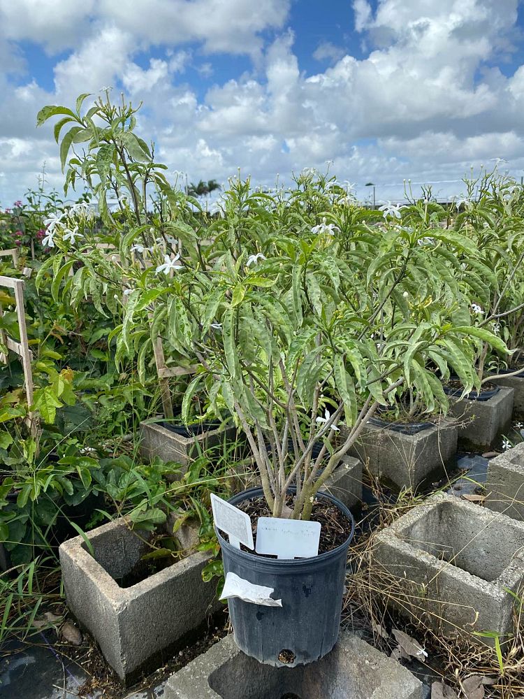 tabernaemontana-divaricata-variegata-crepe-jasmine-crape-jasmine-pinwheel-jasmine-variegated