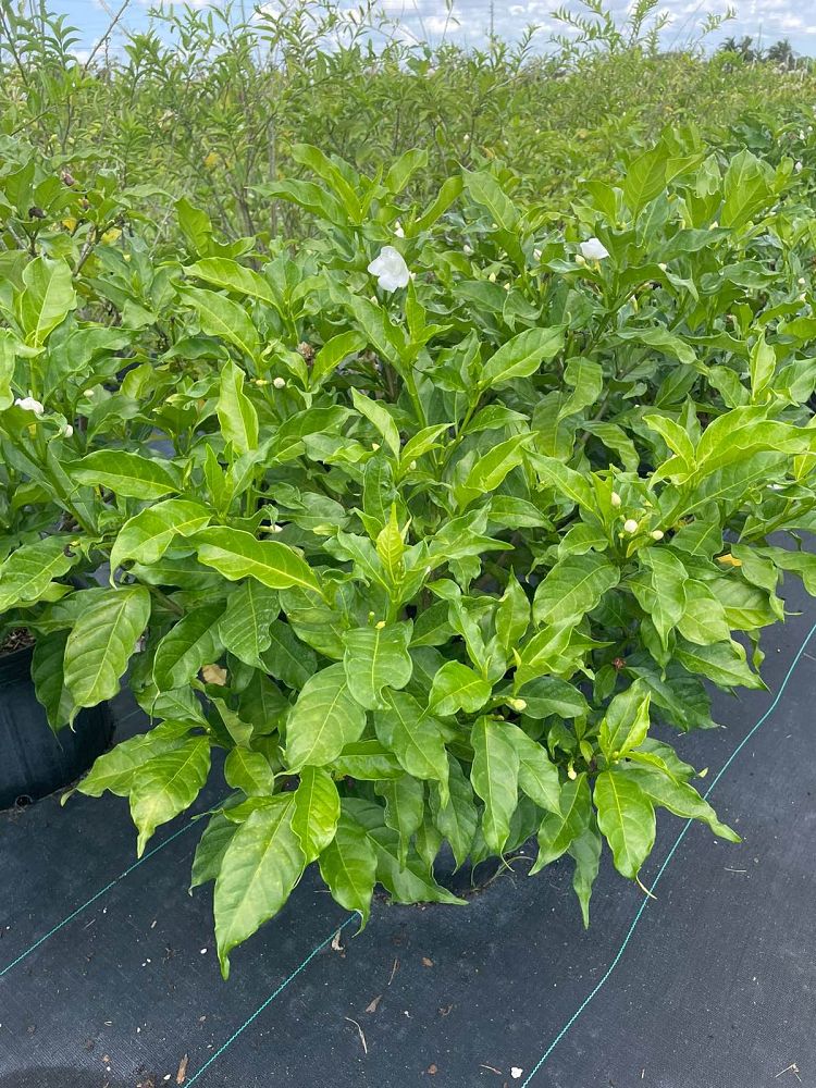 tabernaemontana-divaricata-variegata-crepe-jasmine-crape-jasmine-pinwheel-jasmine-variegated