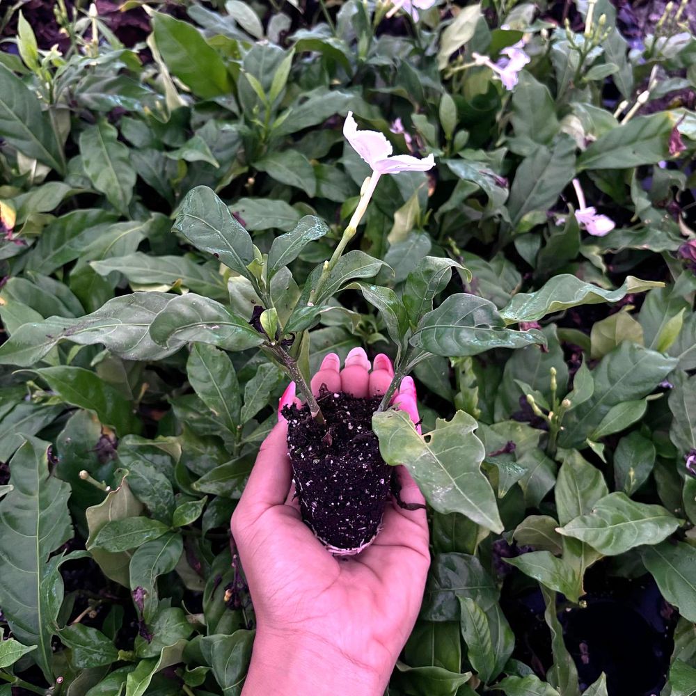 tabernaemontana-divaricata-variegata-crepe-jasmine-crape-jasmine-pinwheel-jasmine-variegated