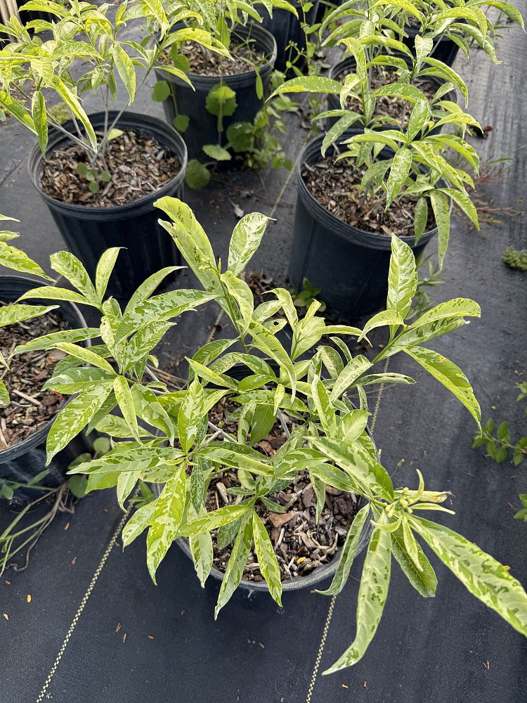 tabernaemontana-divaricata-variegata-crepe-jasmine-crape-jasmine-pinwheel-jasmine-variegated