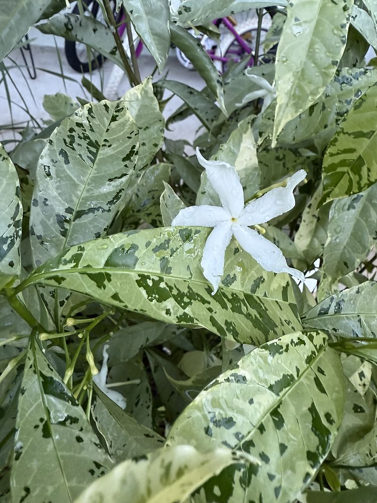 tabernaemontana-divaricata-variegata-crepe-jasmine-crape-jasmine-pinwheel-jasmine-variegated