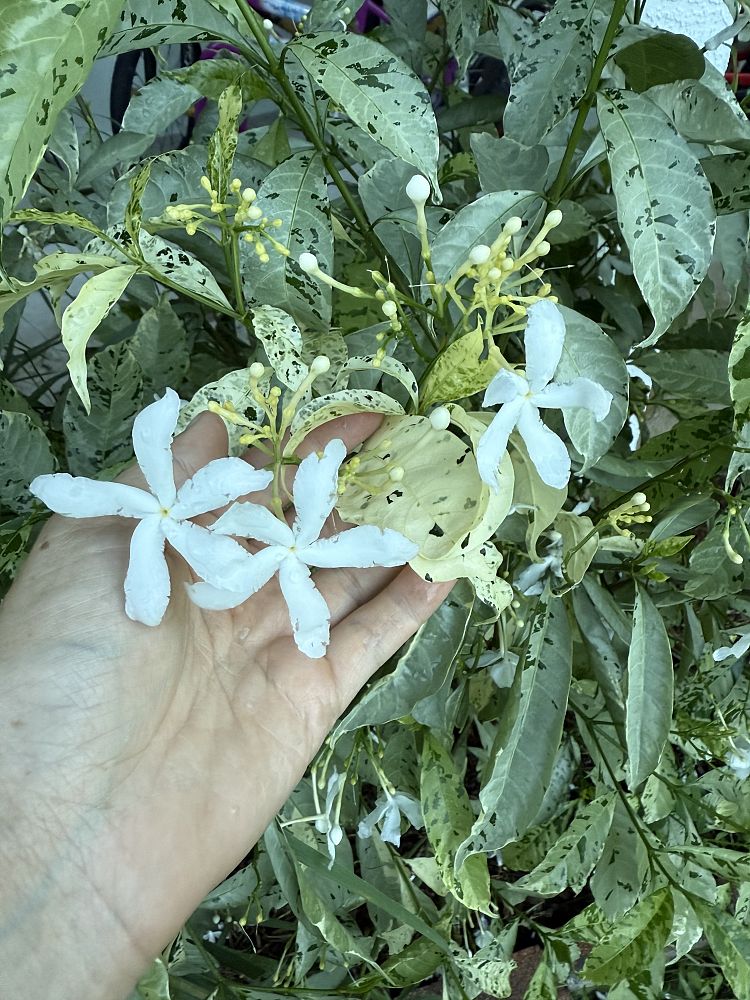 tabernaemontana-divaricata-variegata-crepe-jasmine-crape-jasmine-pinwheel-jasmine-variegated