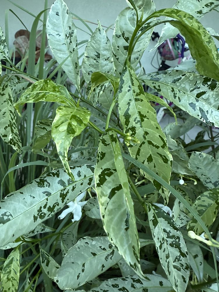 tabernaemontana-divaricata-variegata-crepe-jasmine-crape-jasmine-pinwheel-jasmine-variegated