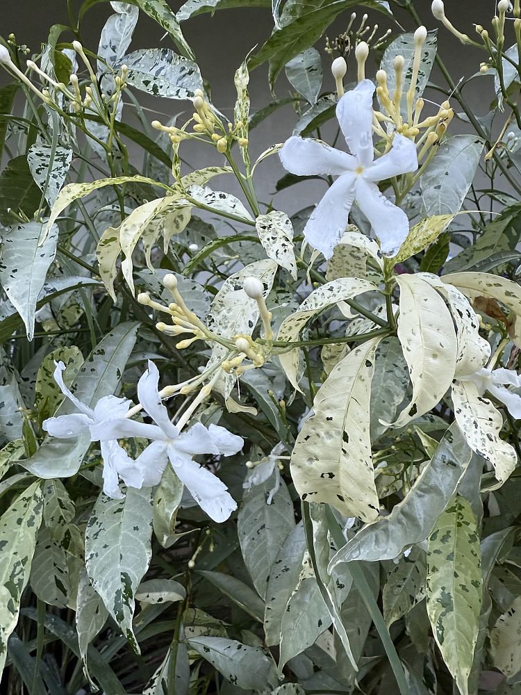 tabernaemontana-divaricata-variegata-crepe-jasmine-crape-jasmine-pinwheel-jasmine-variegated