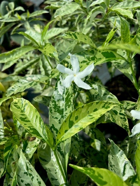tabernaemontana-divaricata-variegata-crepe-jasmine-crape-jasmine-pinwheel-jasmine-variegated