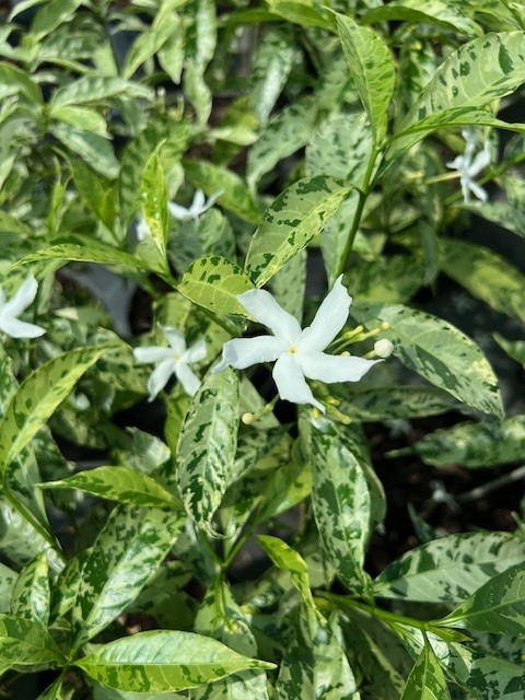 tabernaemontana-divaricata-variegata-crepe-jasmine-crape-jasmine-pinwheel-jasmine-variegated