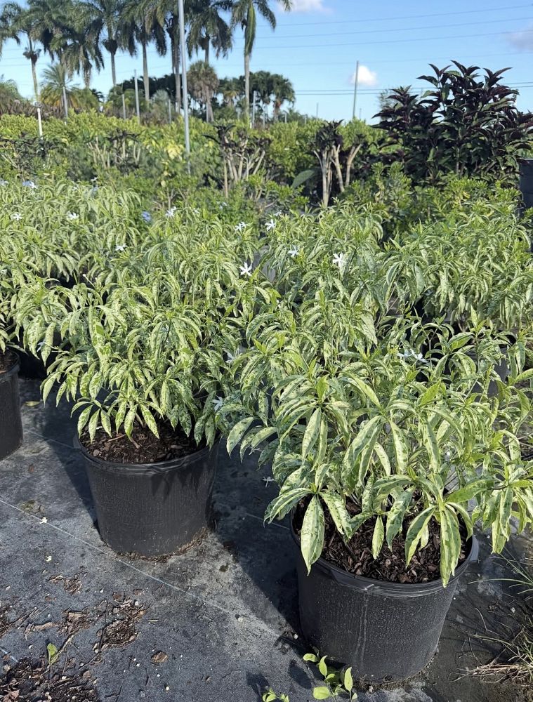 tabernaemontana-divaricata-variegata-crepe-jasmine-crape-jasmine-pinwheel-jasmine-variegated