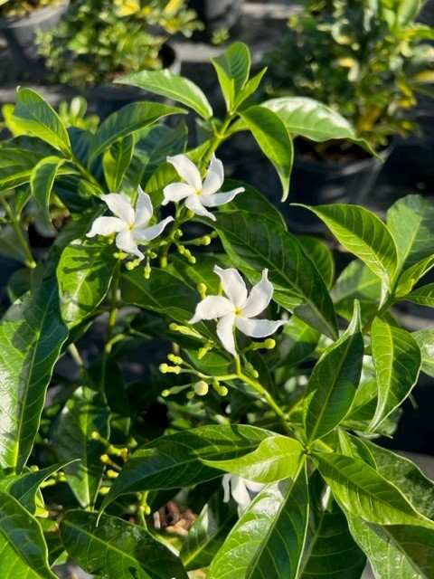 tabernaemontana-heterophylla