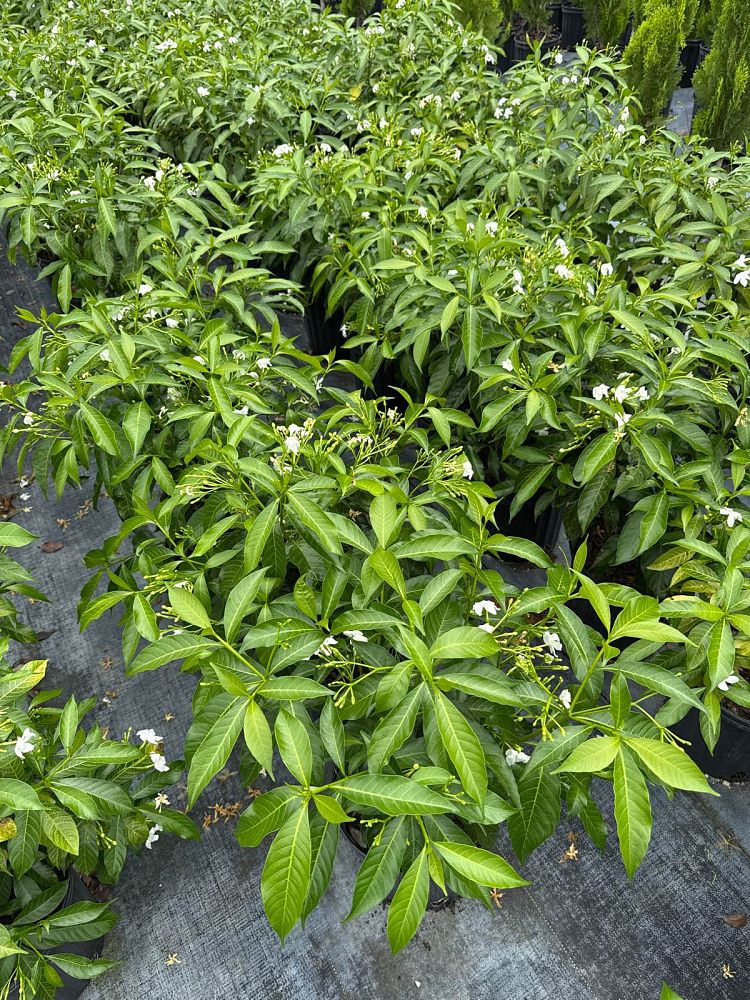 tabernaemontana-heterophylla