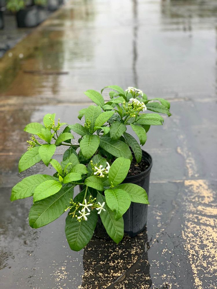 tabernaemontana-pandacaqui-banana-bush