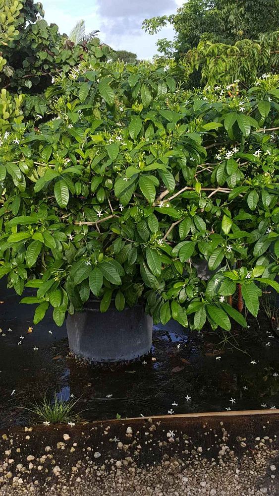 tabernaemontana-pandacaqui-banana-bush