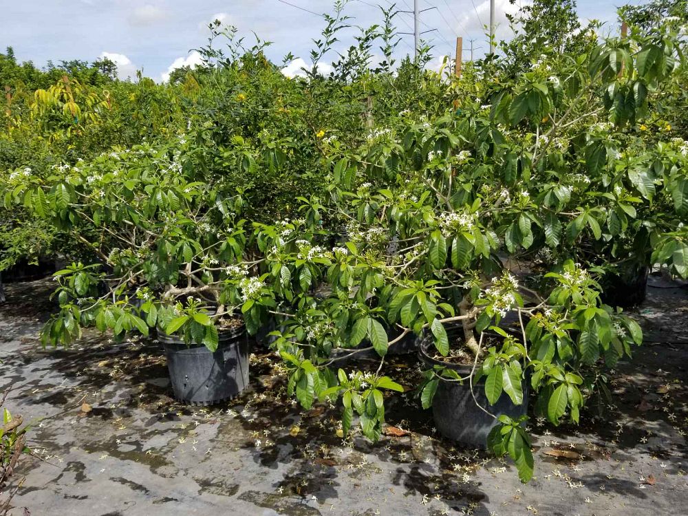 tabernaemontana-pandacaqui-banana-bush