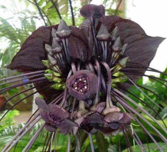 tacca-chantrieri-black-bat-flower
