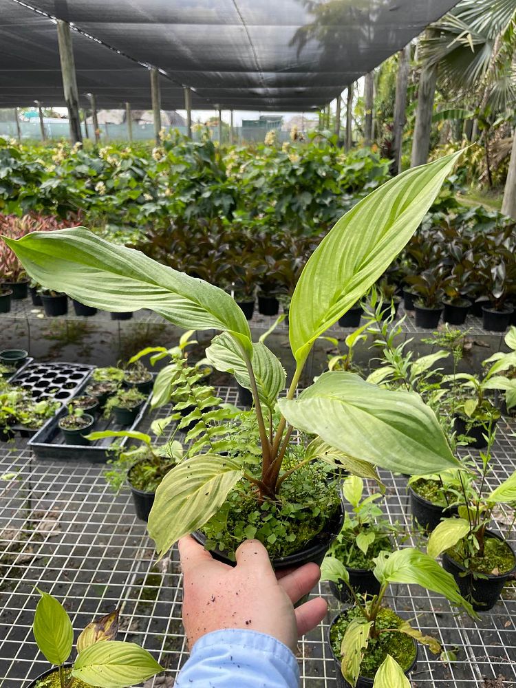 tacca-chantrieri-black-bat-flower