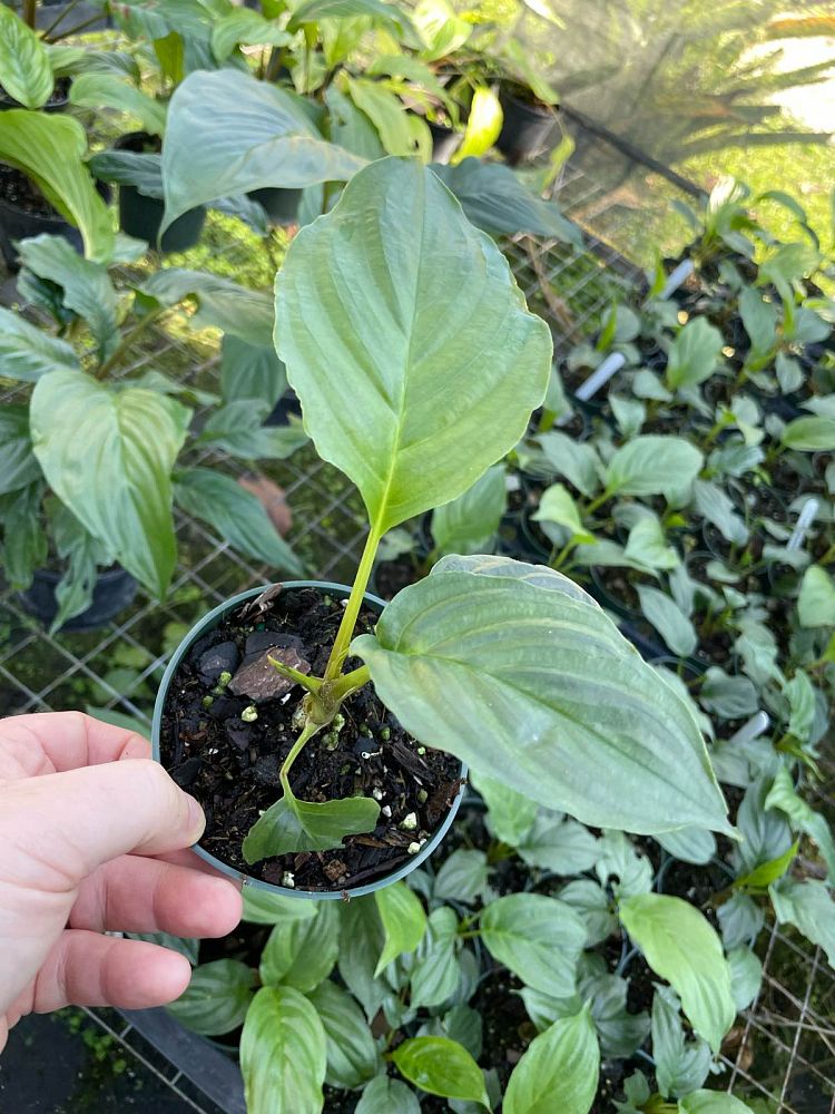 tacca-chantrieri-black-bat-flower