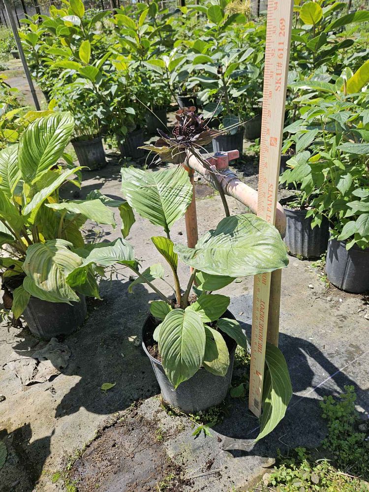 tacca-chantrieri-black-bat-flower