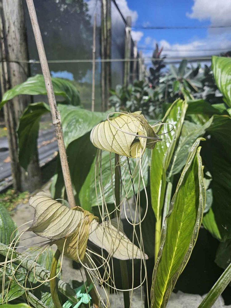 tacca-integrifolia-white-bat-flower