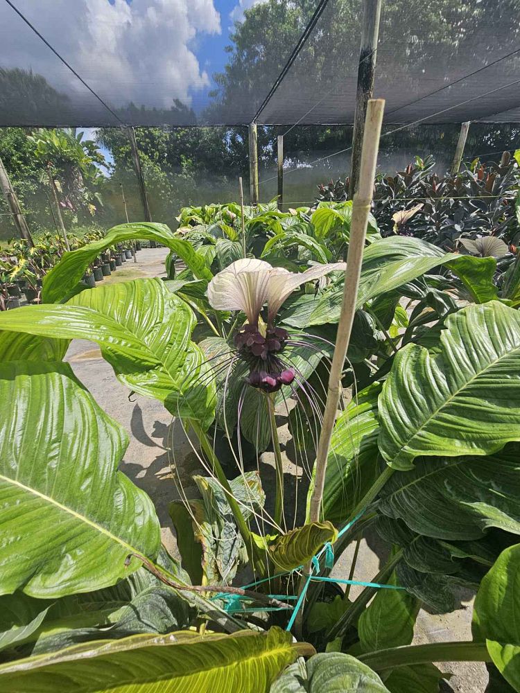 tacca-integrifolia-white-bat-flower