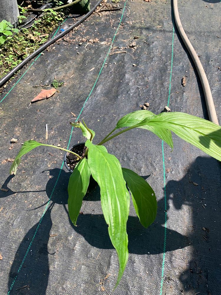 tacca