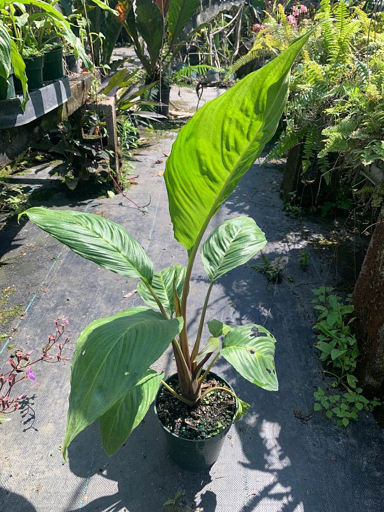 tacca