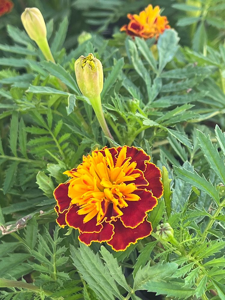tagetes-erecta-african-marigold