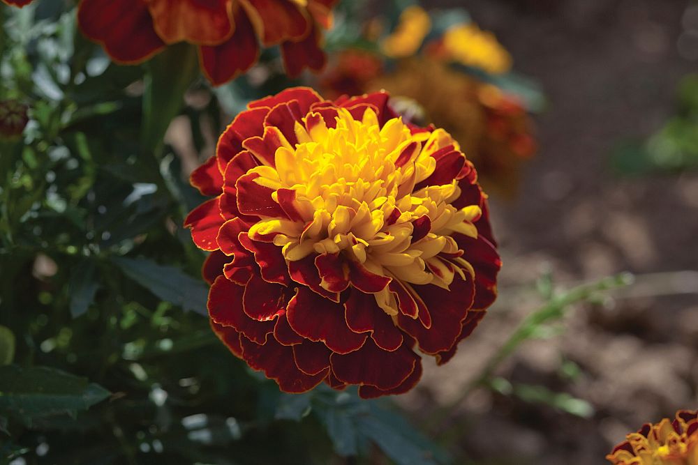 tagetes-erecta-african-marigold