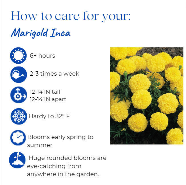 tagetes-erecta-inca-ii-yellow-african-marigold-aztec-marigold-marigold
