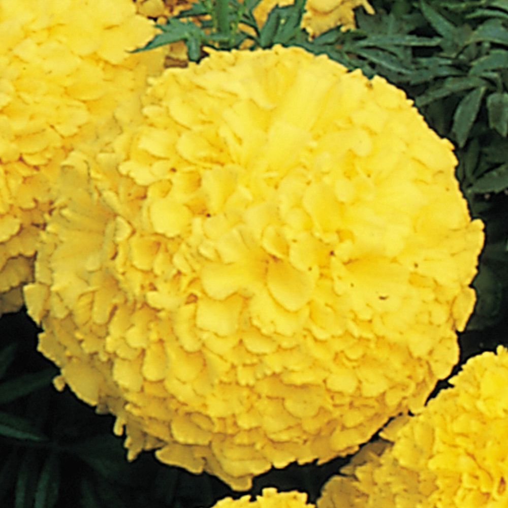 tagetes-erecta-inca-ii-yellow-african-marigold-aztec-marigold-marigold
