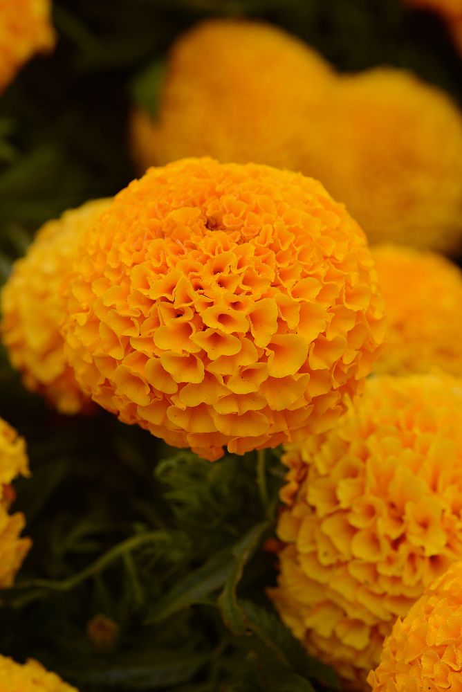 tagetes-erecta-taishan-orange-african-marigold