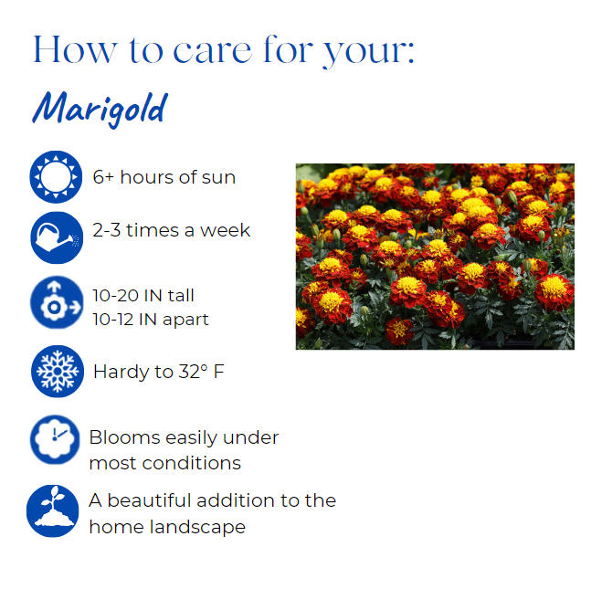 tagetes-erecta-taishan-yellow-african-marigold