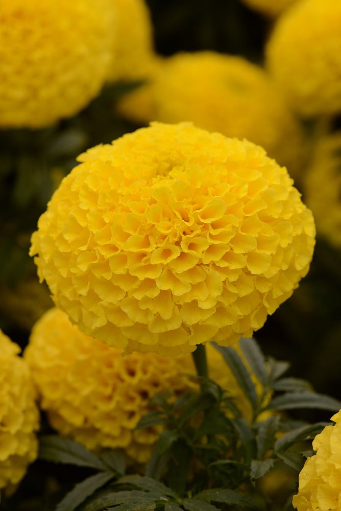 tagetes-erecta-taishan-yellow-african-marigold