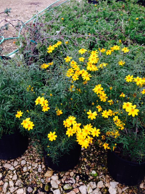 tagetes-lemmonii-mexican-marigold-copper-canyon-daisy