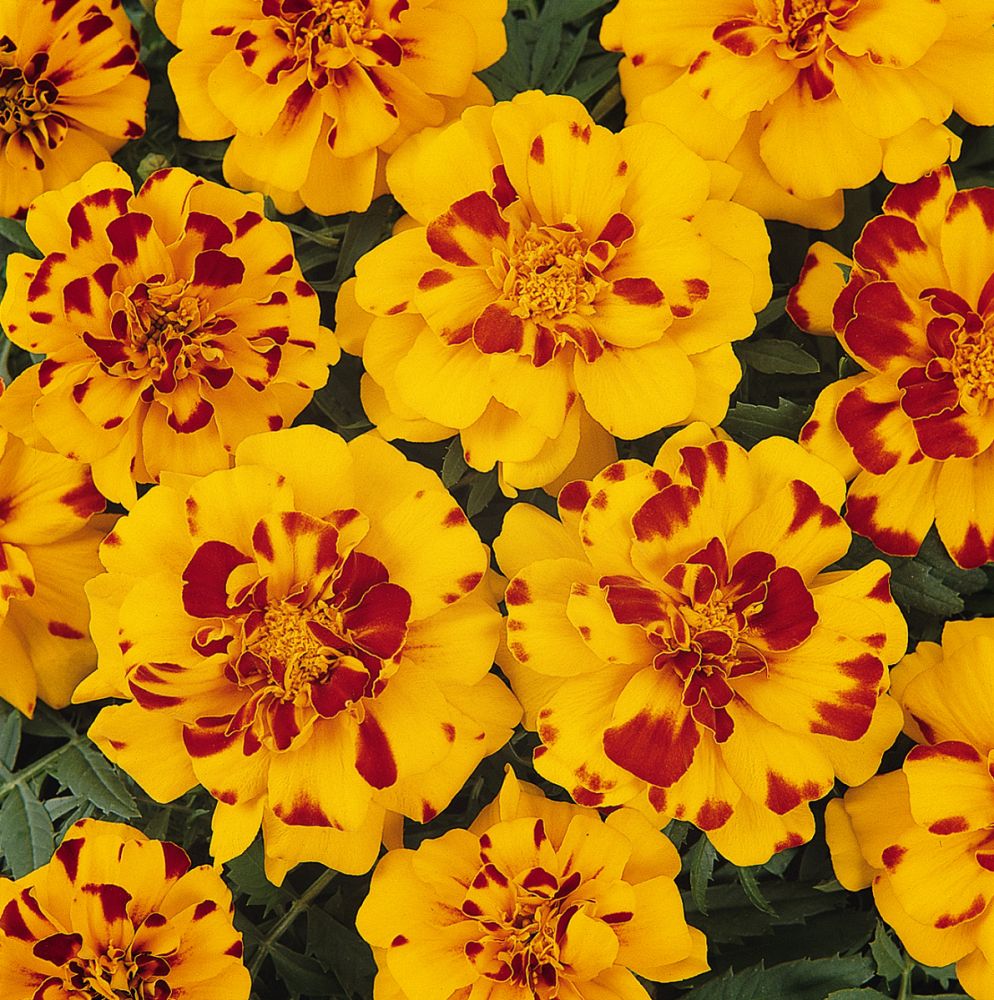 tagetes-patula-durango-bolero-french-marigold-marigold