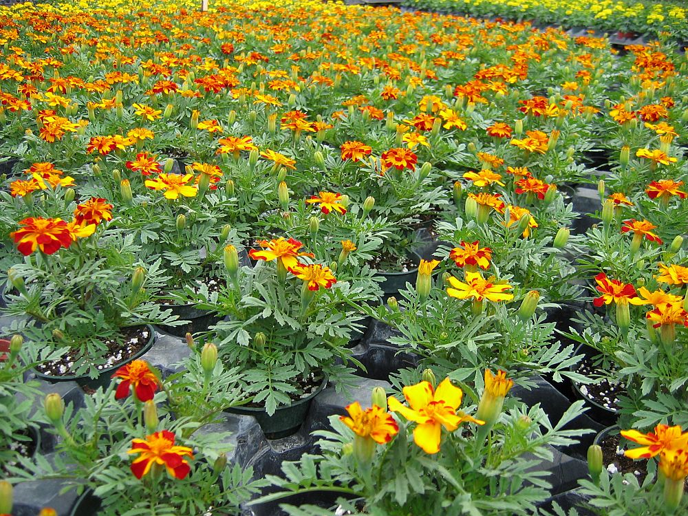 tagetes-patula-durango-bolero-french-marigold-marigold