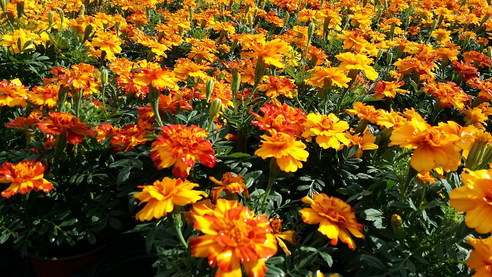 tagetes-patula-durango-bolero-french-marigold-marigold