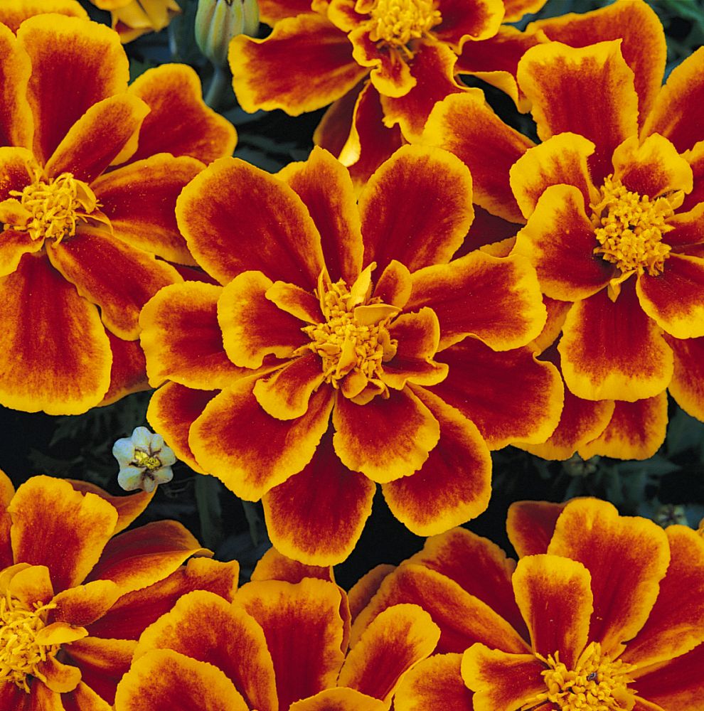 tagetes-patula-durango-flame-french-marigold-marigold