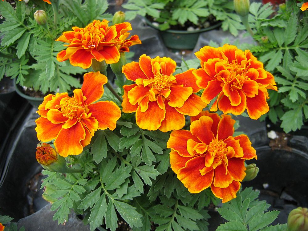 tagetes-patula-durango-flame-french-marigold-marigold