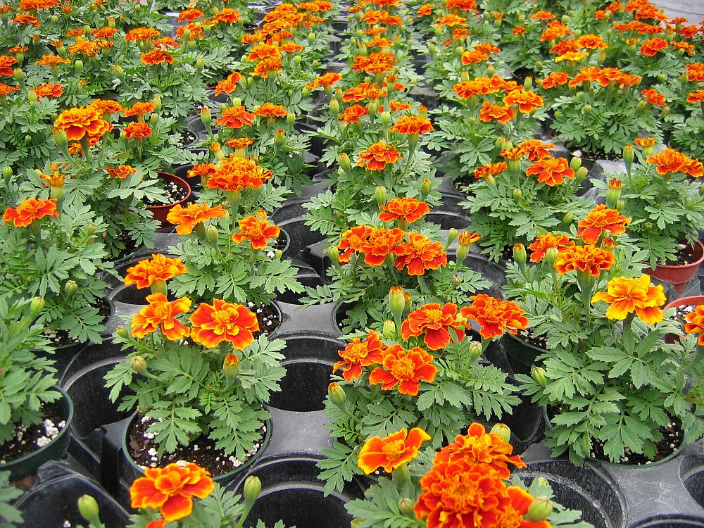 tagetes-patula-durango-flame-french-marigold-marigold