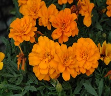 tagetes-patula-durango-orange-french-marigold