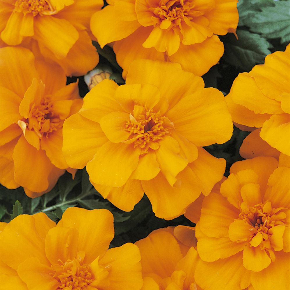 tagetes-patula-durango-orange-french-marigold