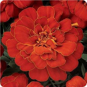 tagetes-patula-durango-red-french-marigold-marigold