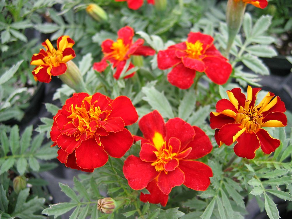 tagetes-patula-durango-red-french-marigold-marigold