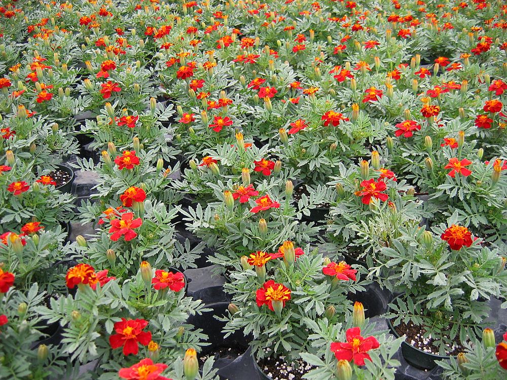 tagetes-patula-durango-red-french-marigold-marigold